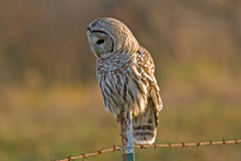Barred Owl